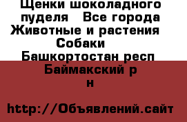 Щенки шоколадного пуделя - Все города Животные и растения » Собаки   . Башкортостан респ.,Баймакский р-н